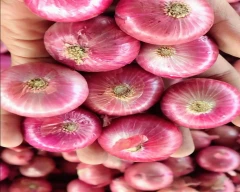 Onion India