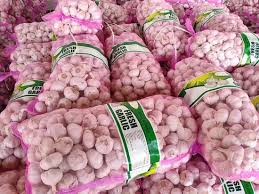 Garlic